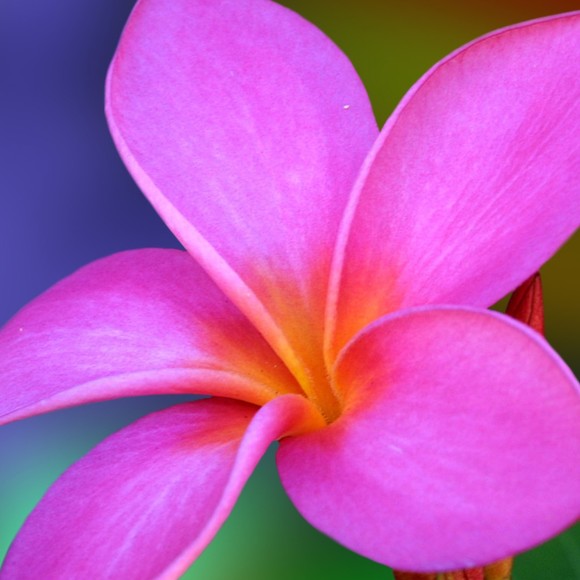 flordelunarojas